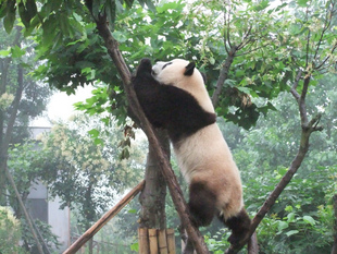Pictures - Giant Pandas