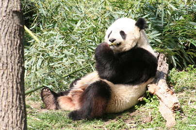 Adaptation - Giant Pandas